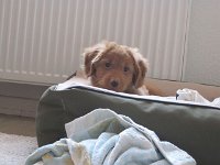 Goliath (11)